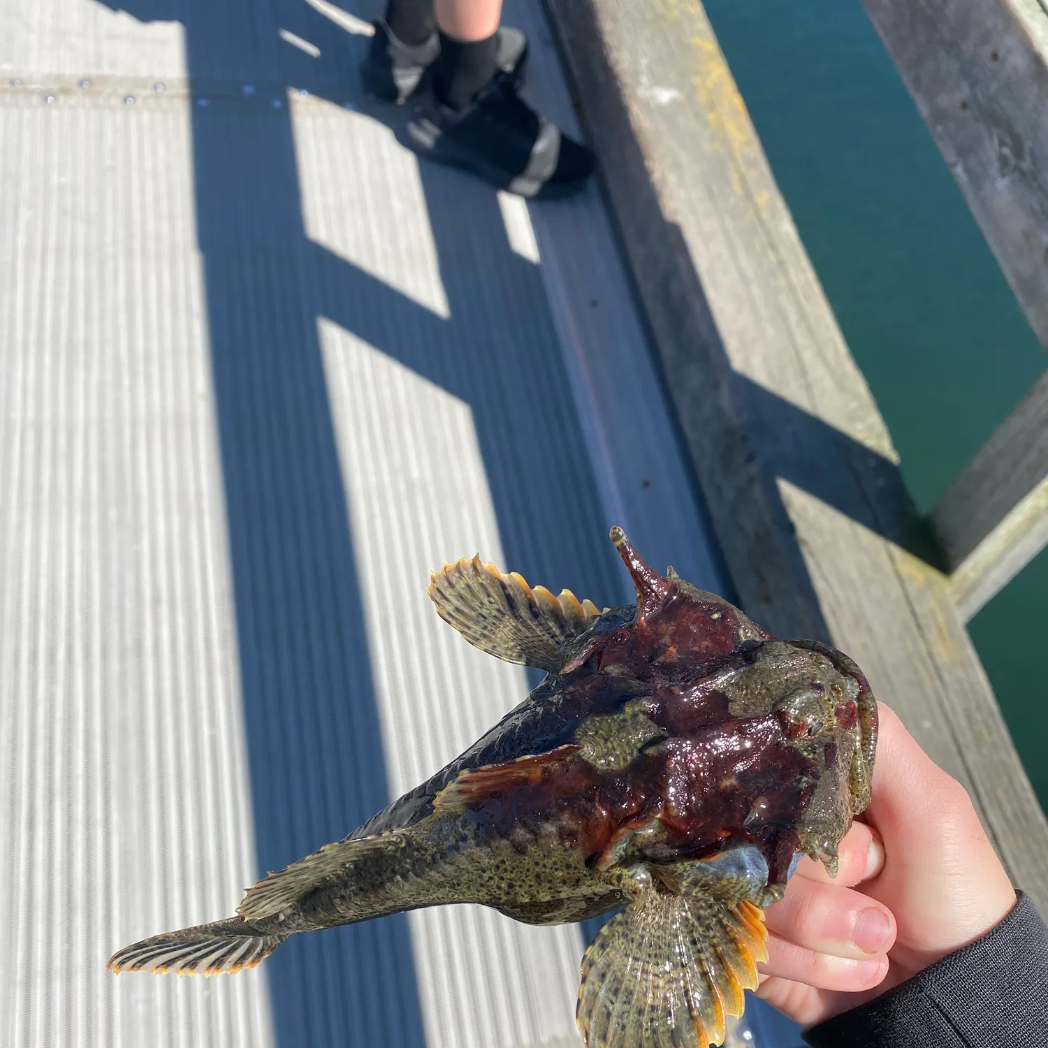 The most recent Buffalo sculpin catches on Fishbrain
