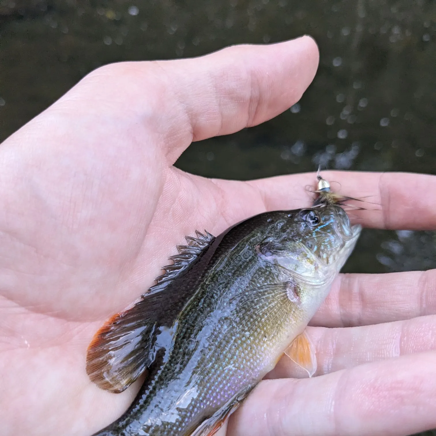 Green sunfish caught on Fishbrain