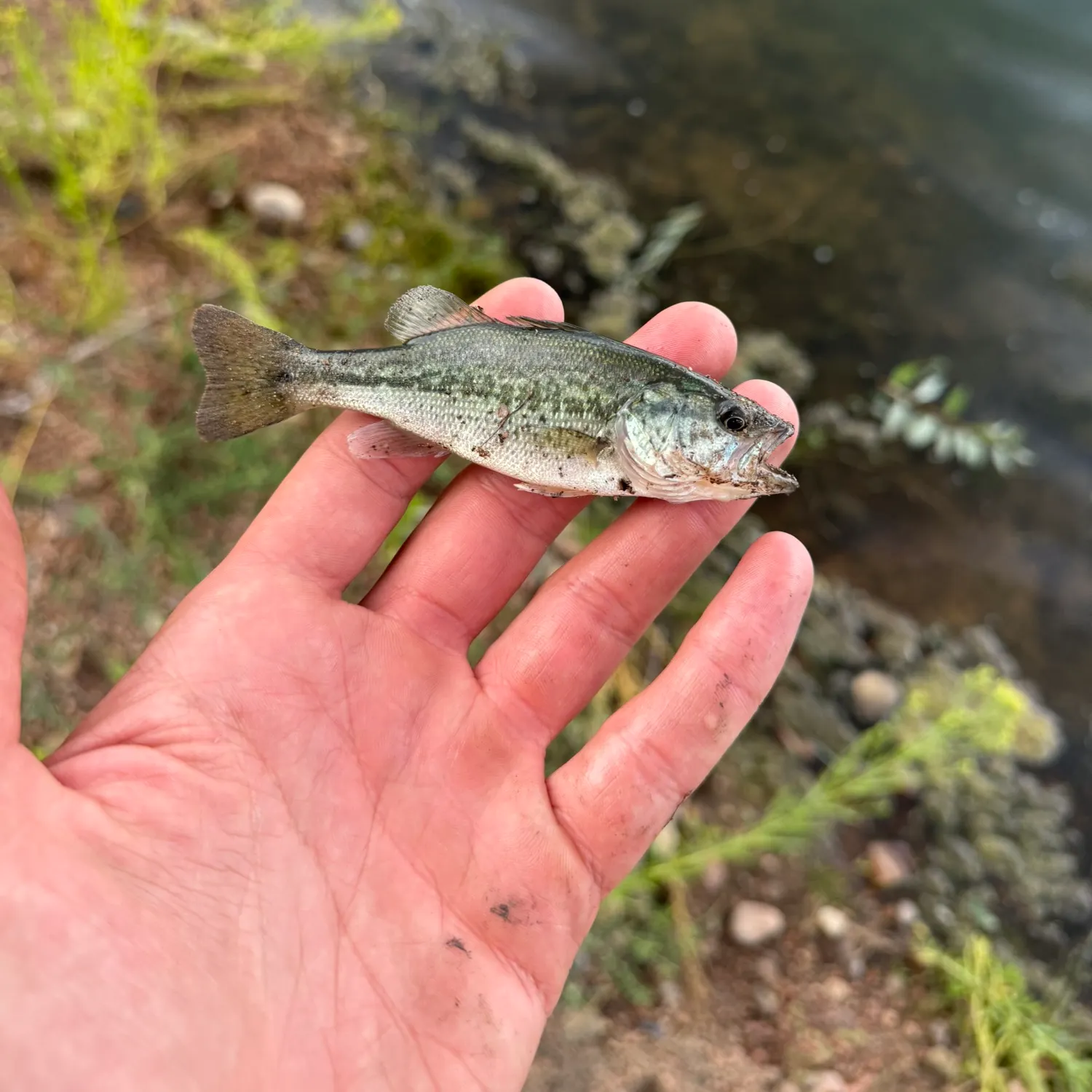 Spotted bass caught on Fishbrain