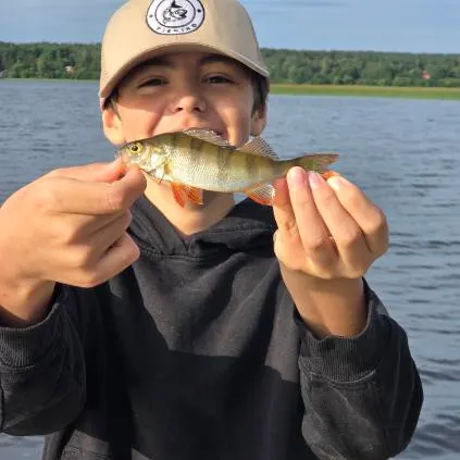 European perch caught on Fishbrain