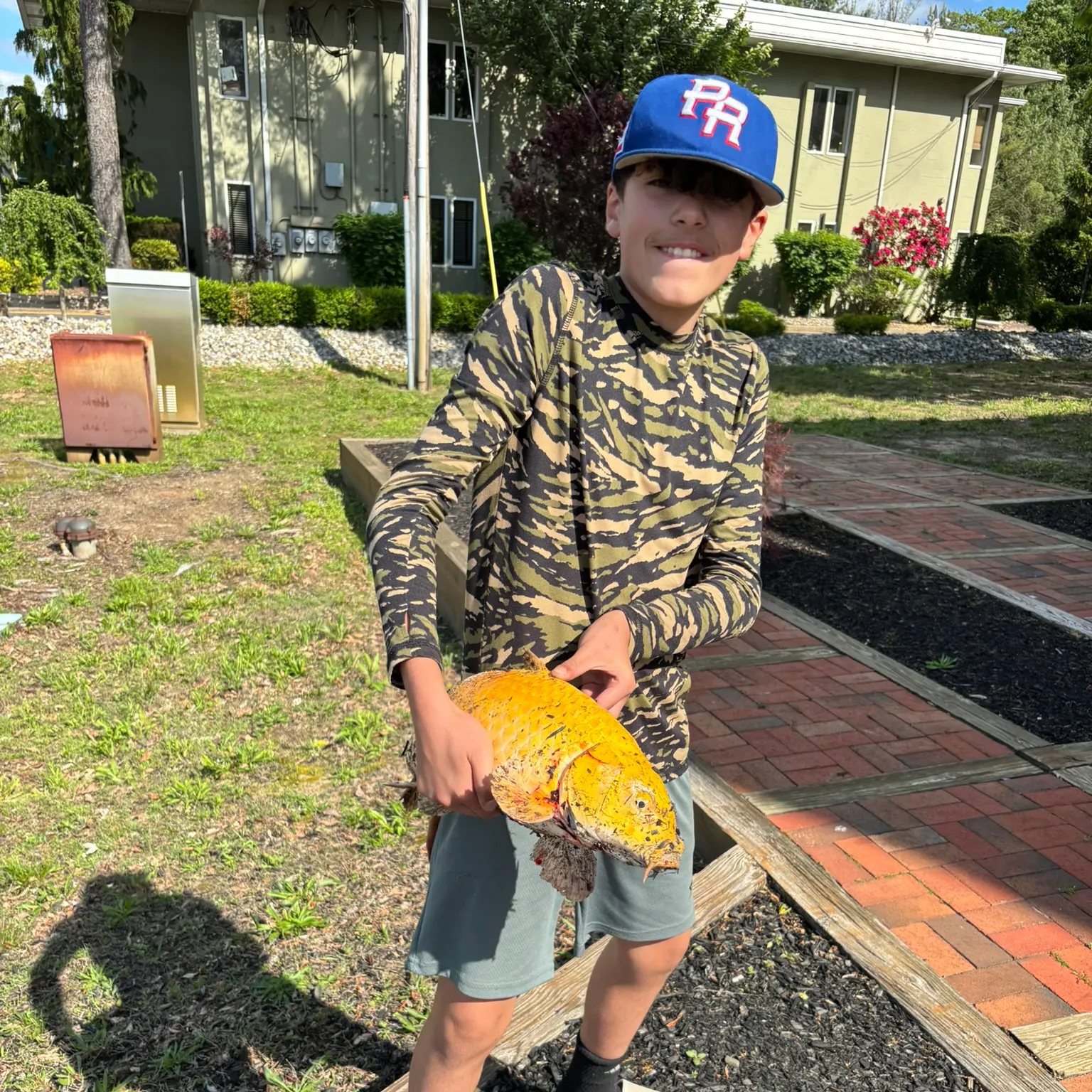 The most recent Koi carp catches on Fishbrain