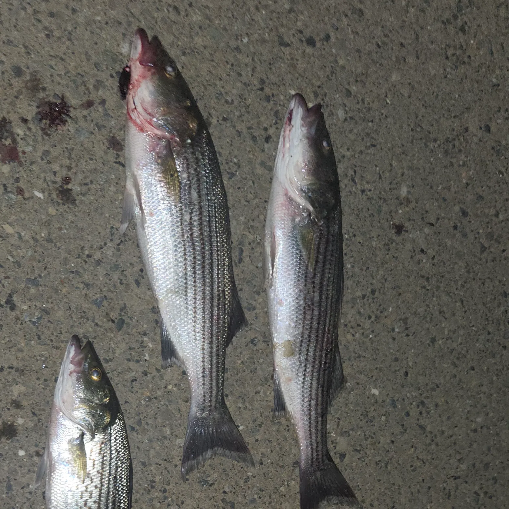 Striped bass caught on Fishbrain