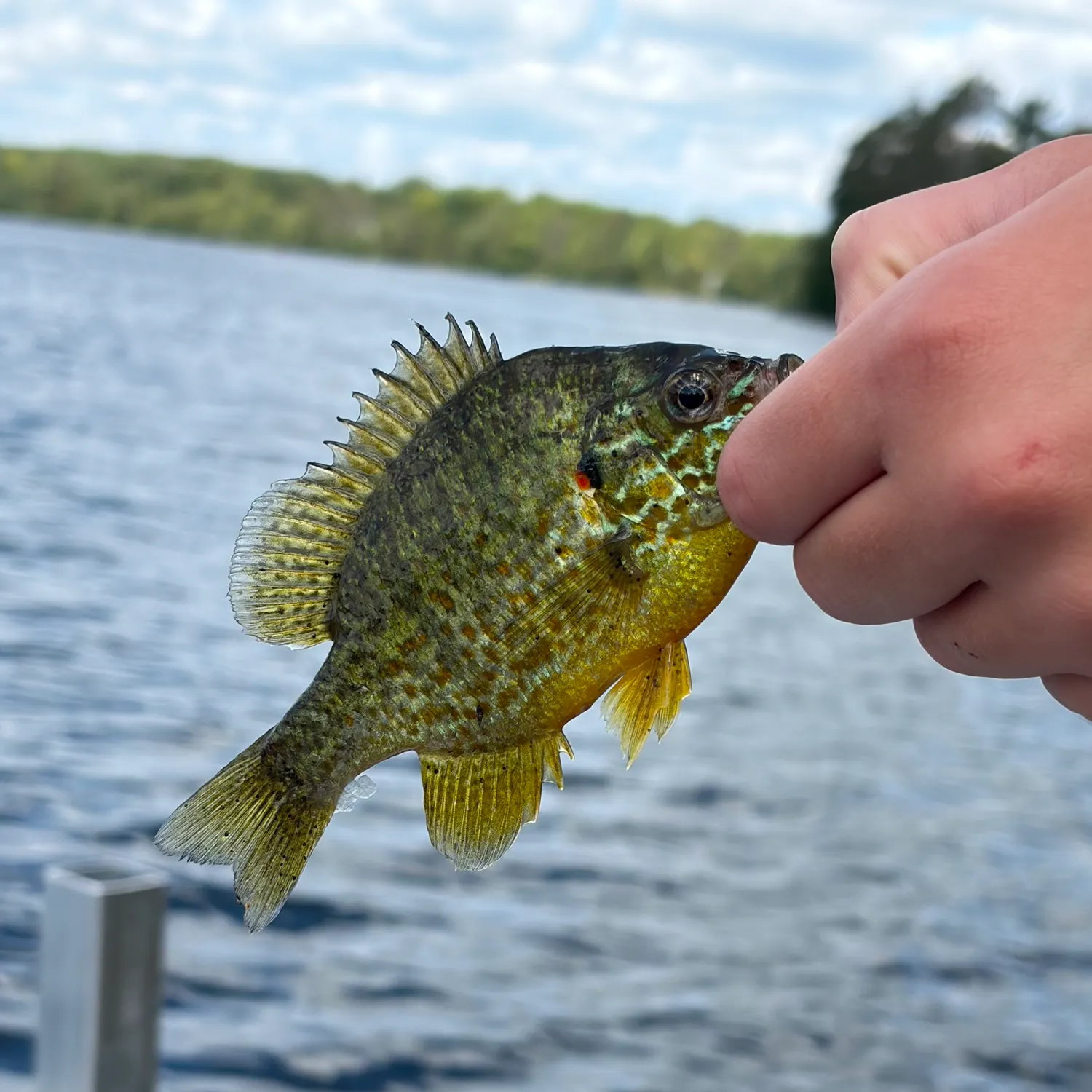 Pumpkinseed caught on Fishbrain