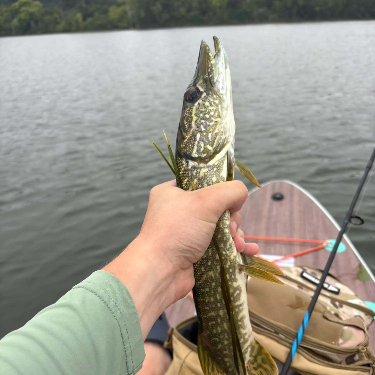 Northern pike caught on Fishbrain
