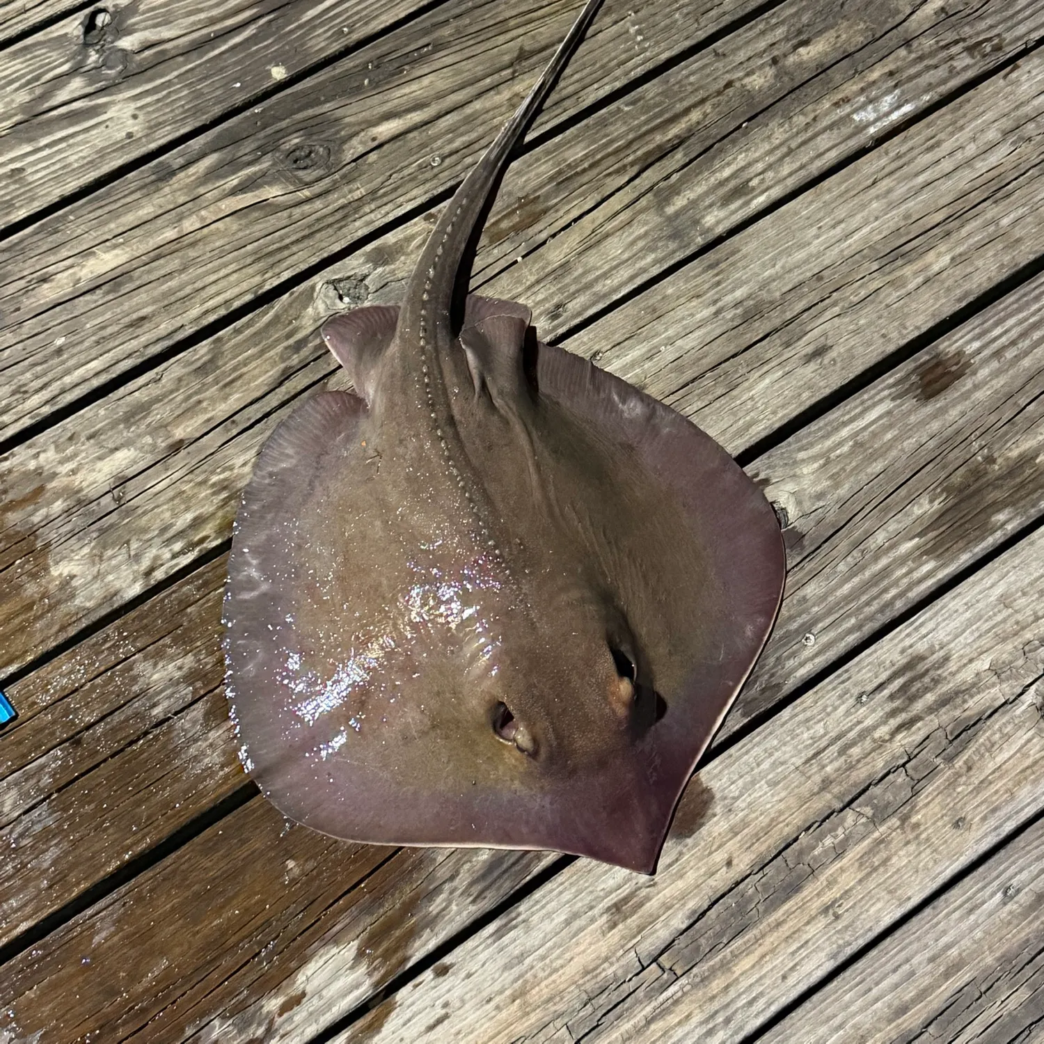 Atlantic stingray caught on Fishbrain