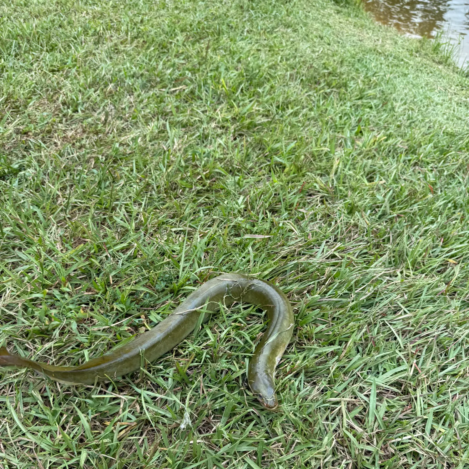 The most recent American eel catches on Fishbrain