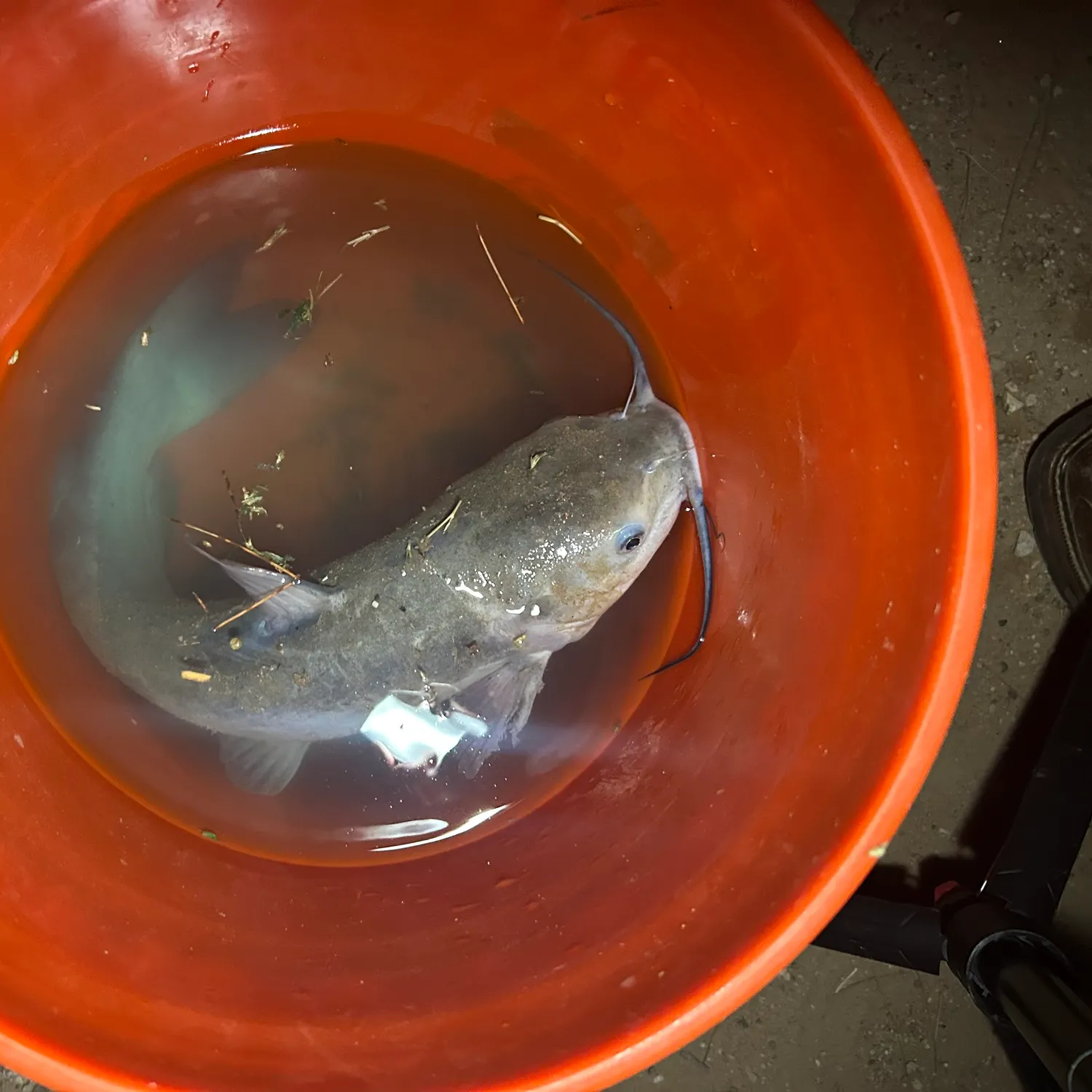 Channel catfish caught on Fishbrain