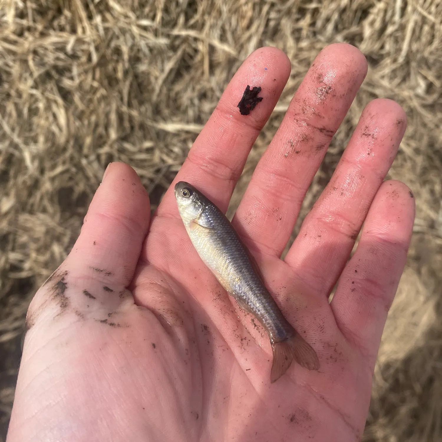 The most recent Fathead minnow catches on Fishbrain