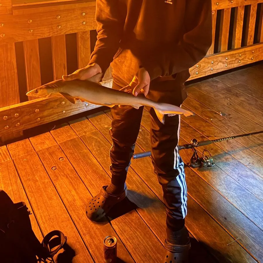 The most recent Spinner shark catches on Fishbrain