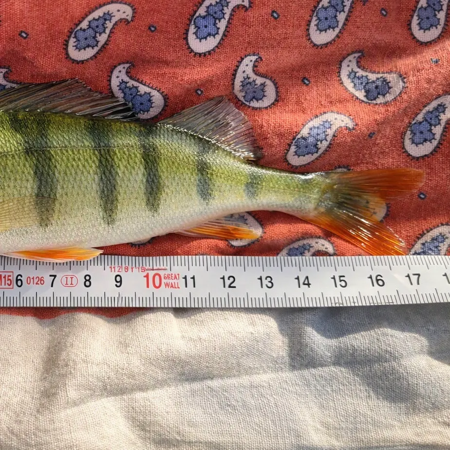 European perch caught on Fishbrain