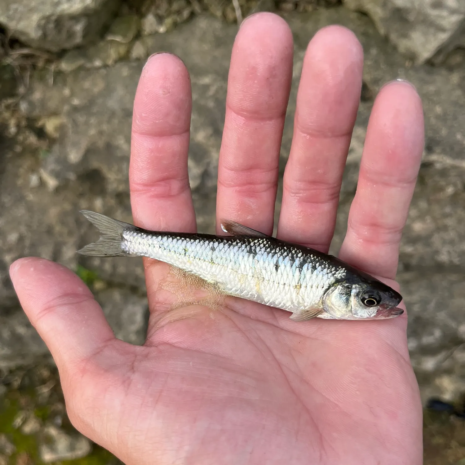 Fish caught on Fishbrain