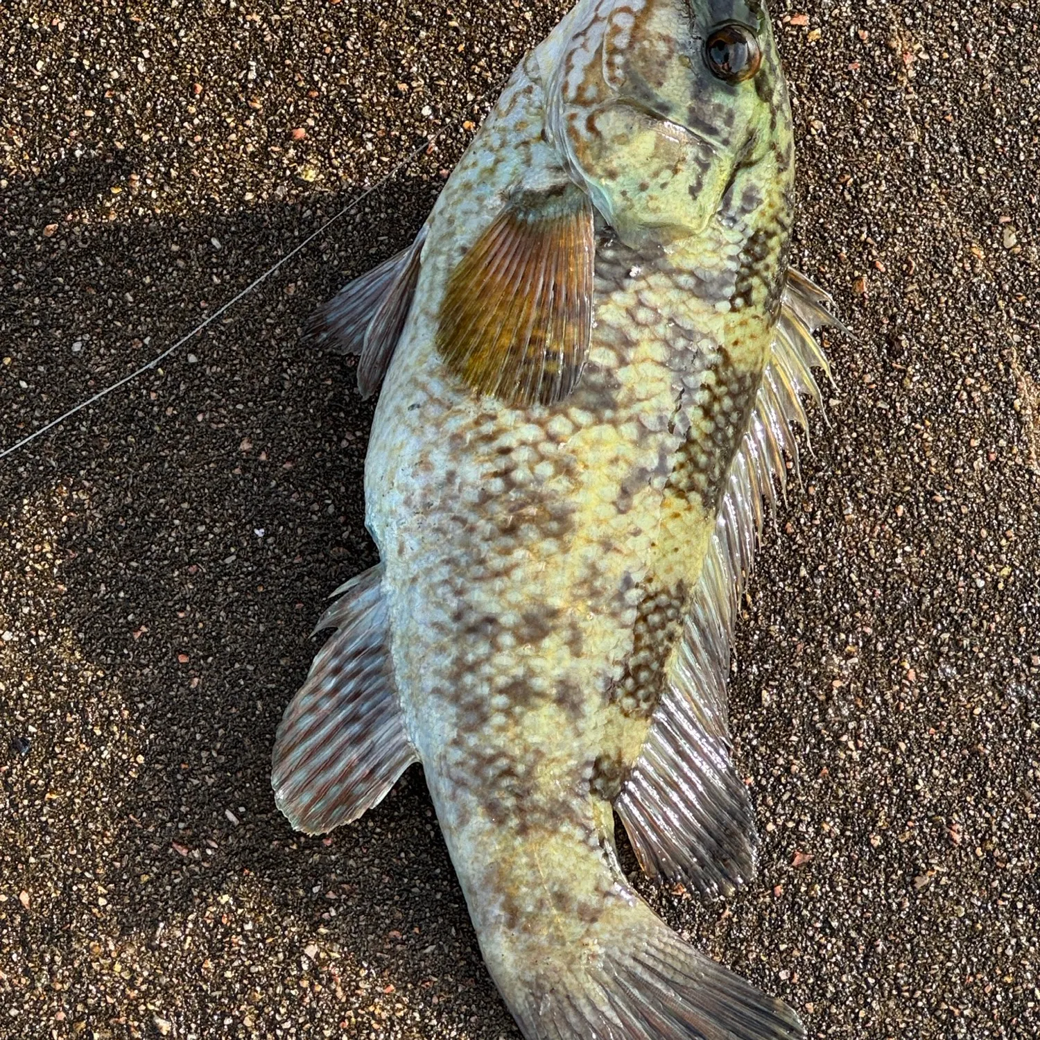 Ballan wrasse caught on Fishbrain