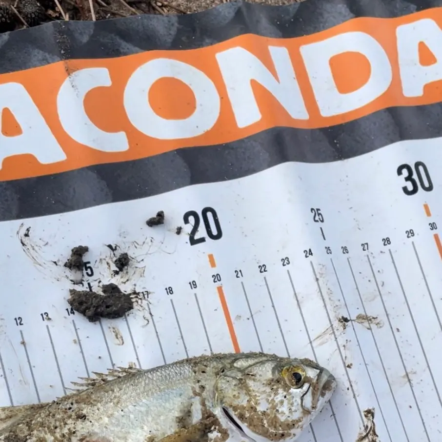 Bluefish caught on Fishbrain