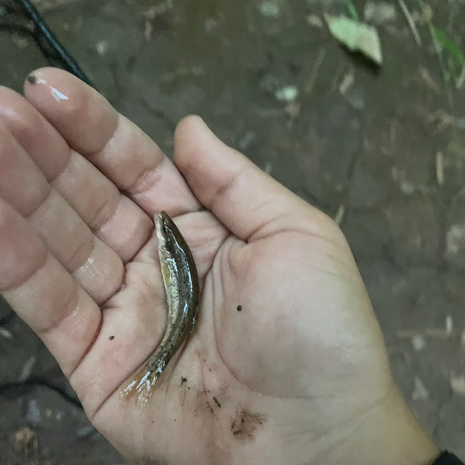 The most recent Brassy minnow catches on Fishbrain