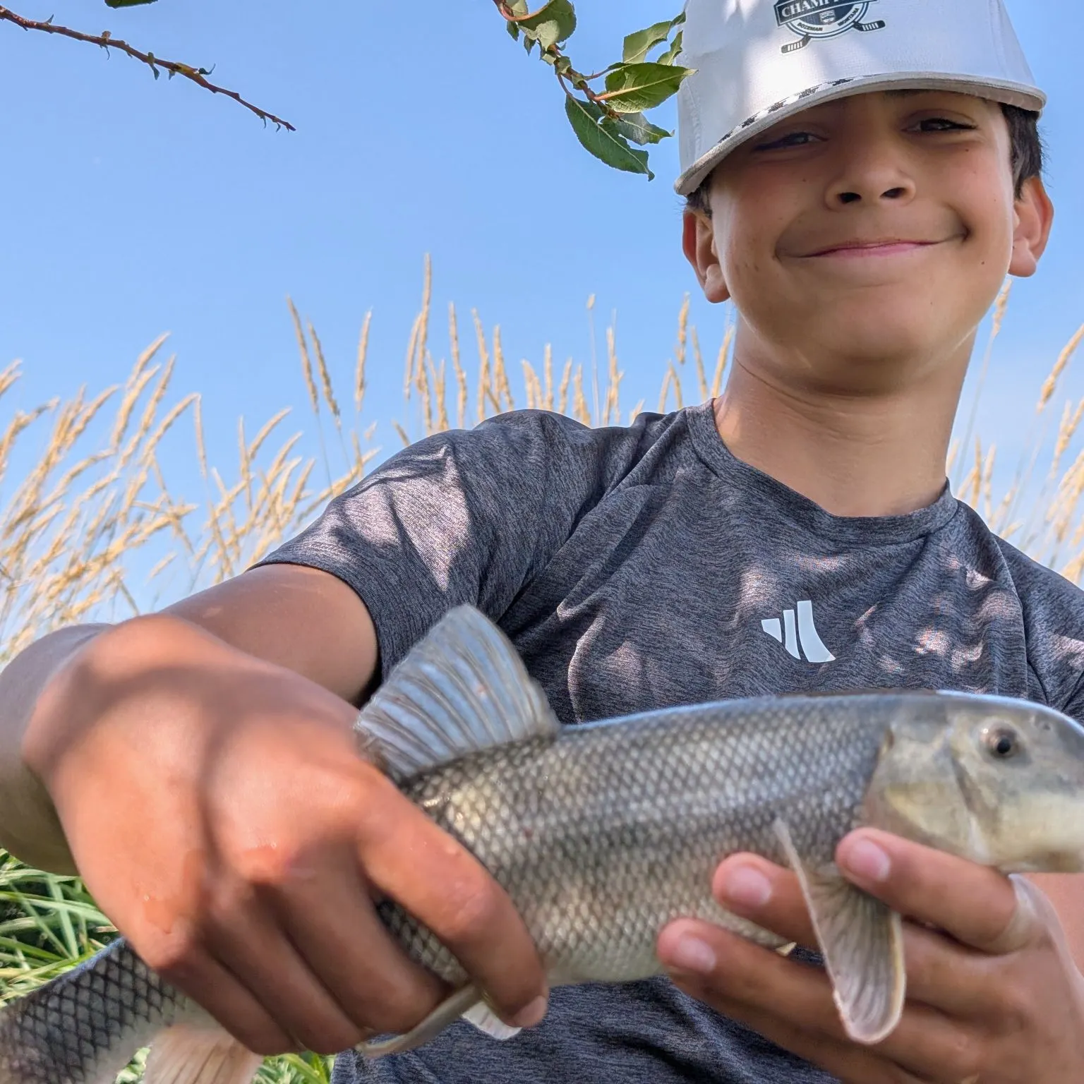Silver redhorse caught on Fishbrain
