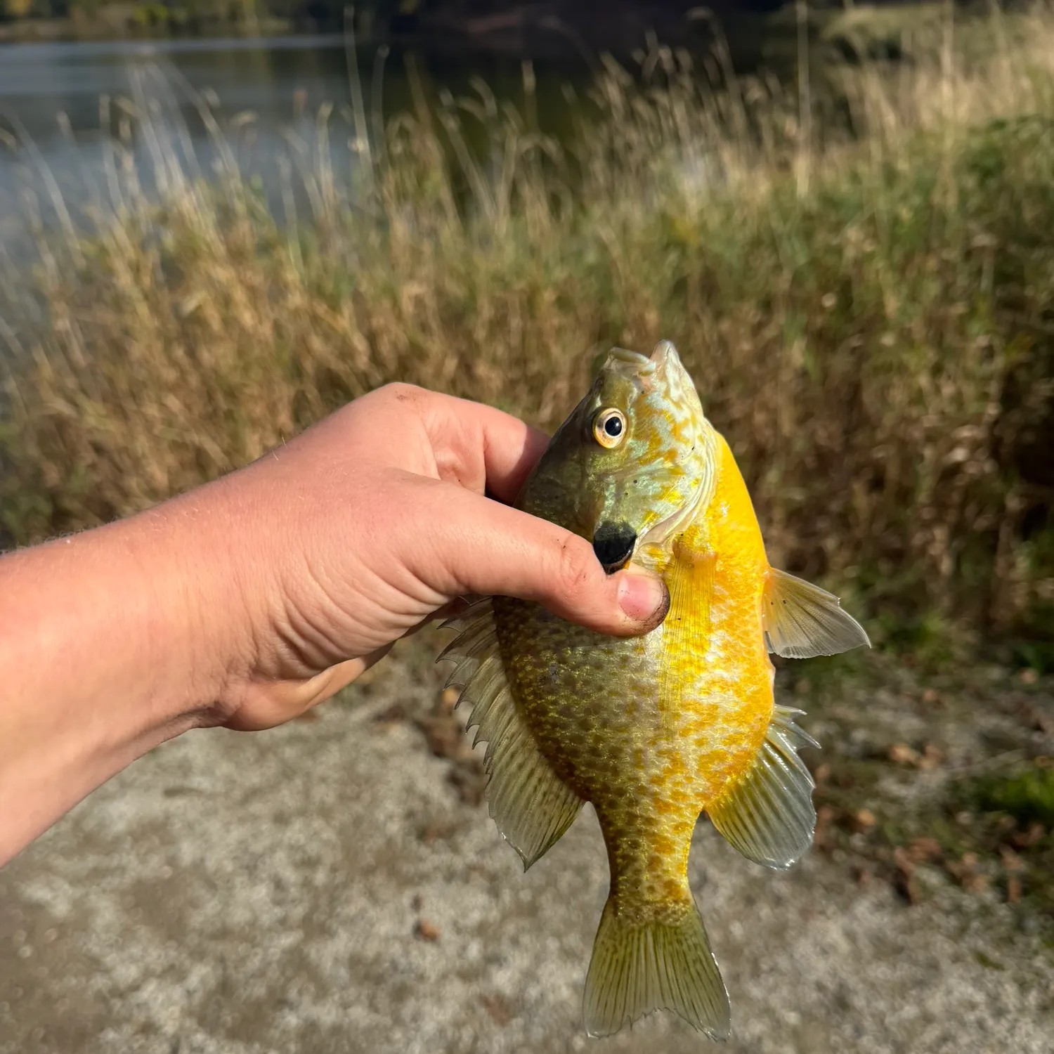 Pumpkinseed caught on Fishbrain