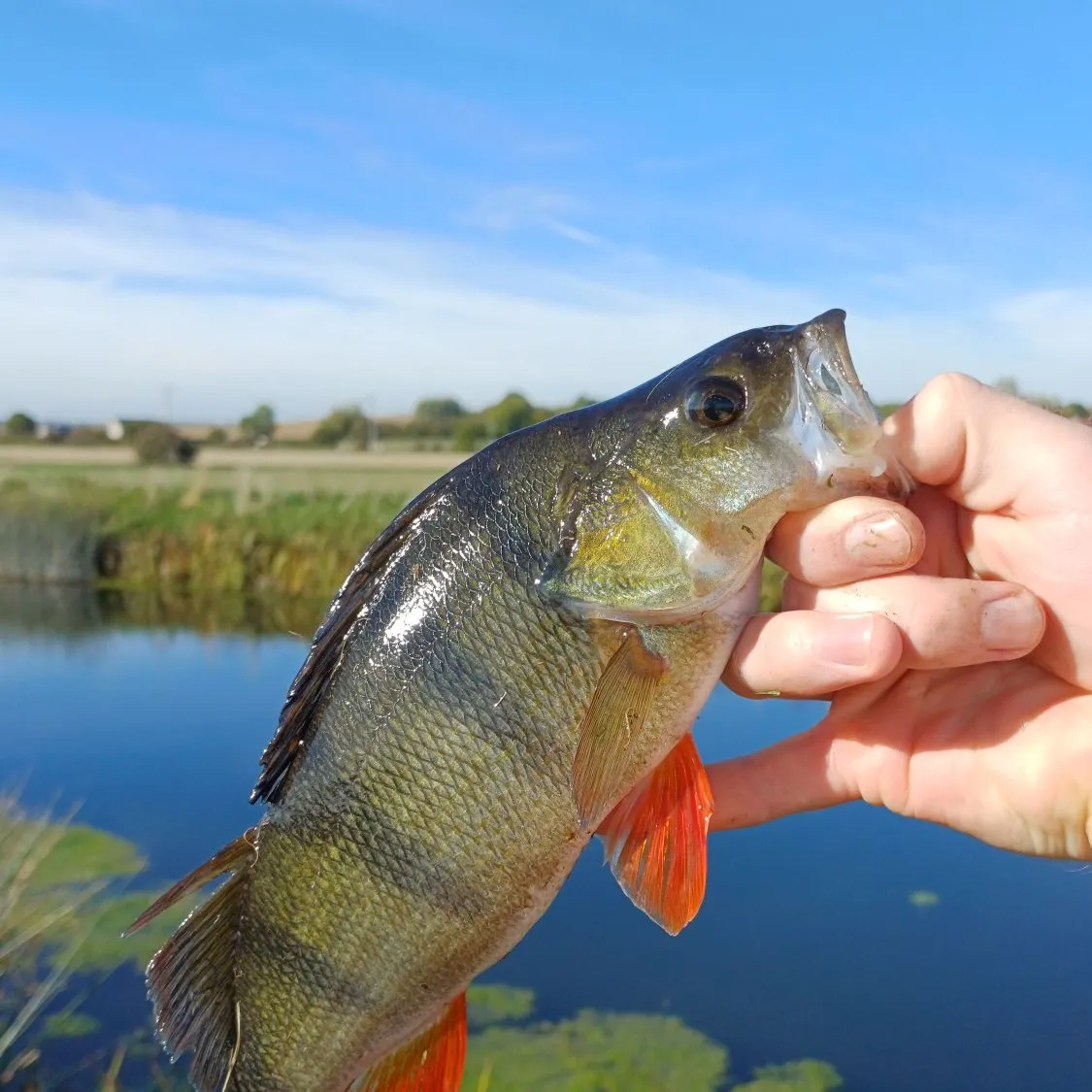 European perch caught on Fishbrain