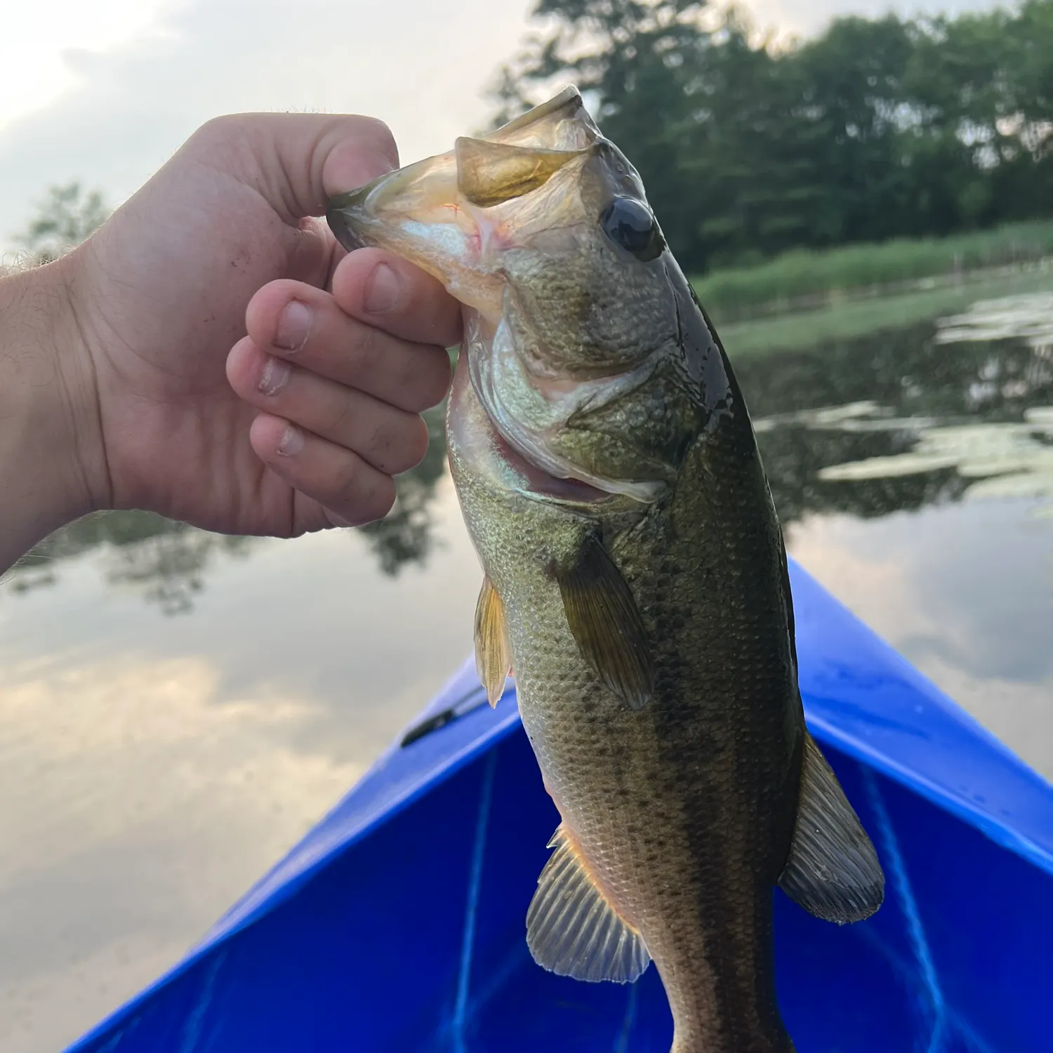 angler catch