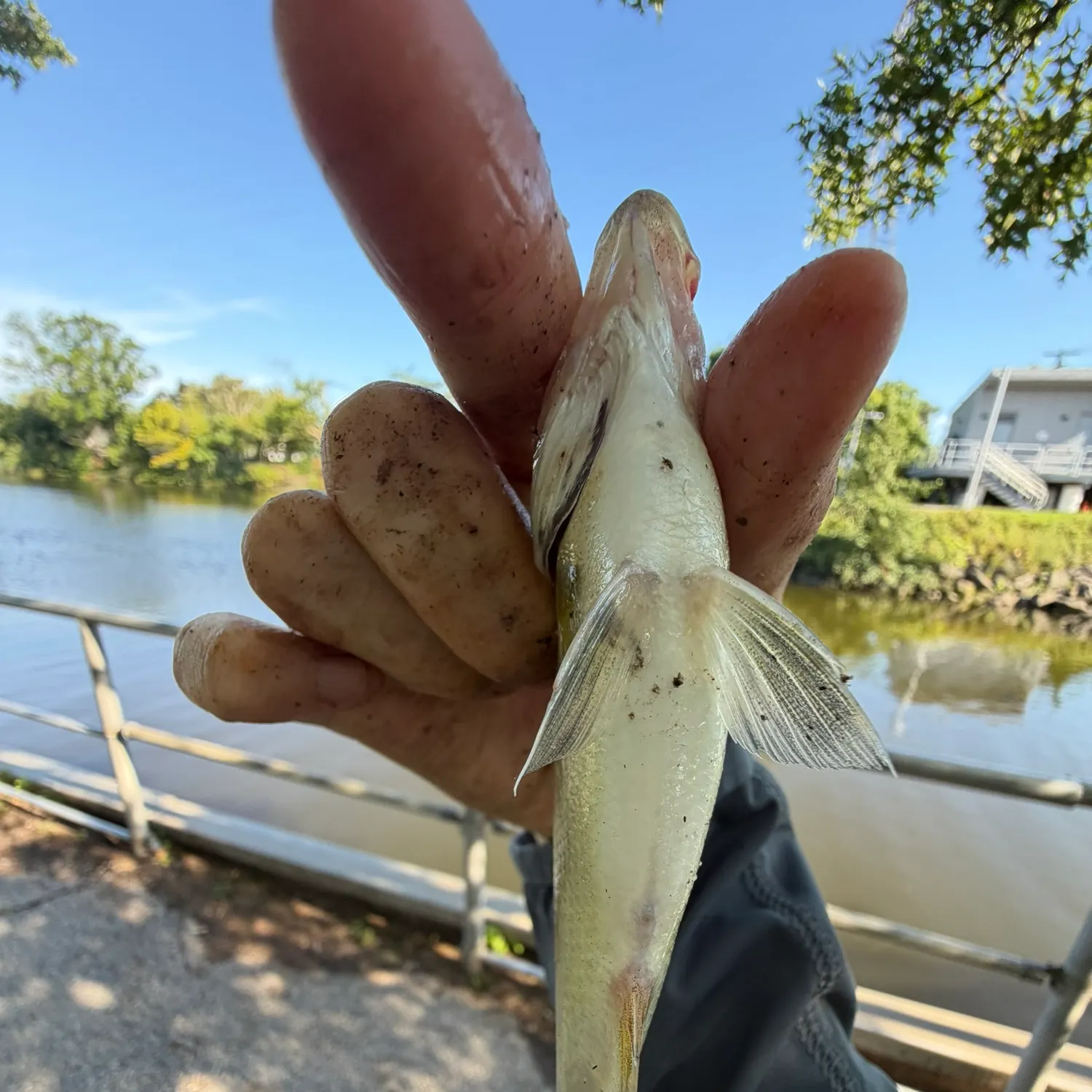 White perch caught on Fishbrain