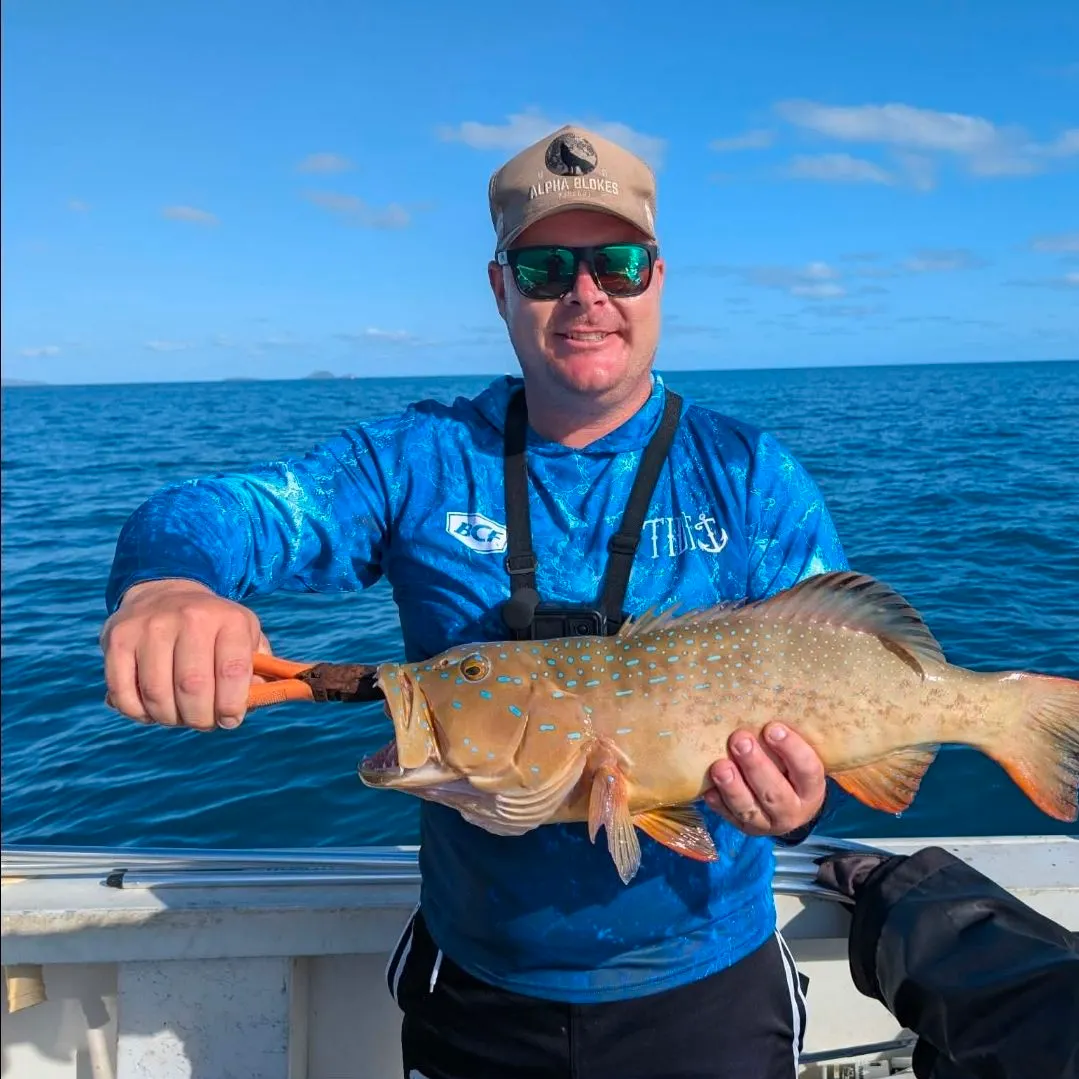 The most recent Leopard coralgrouper catches on Fishbrain