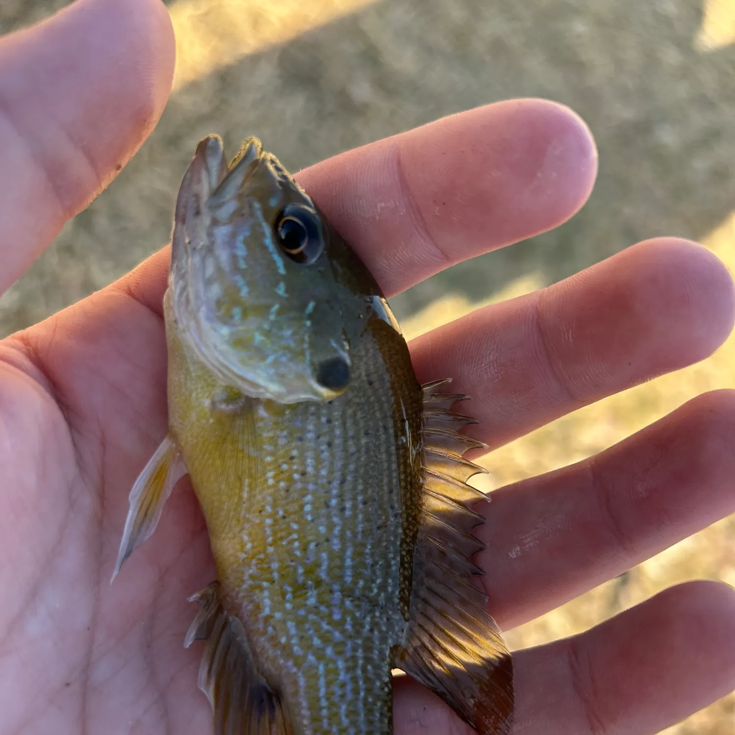 The most recent Pumpkinseed x green sunfish catches on Fishbrain