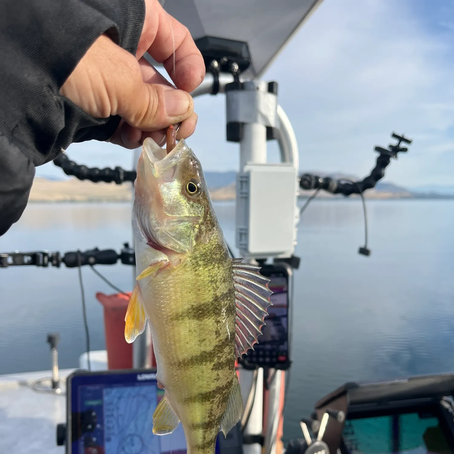 Yellow perch caught on Fishbrain