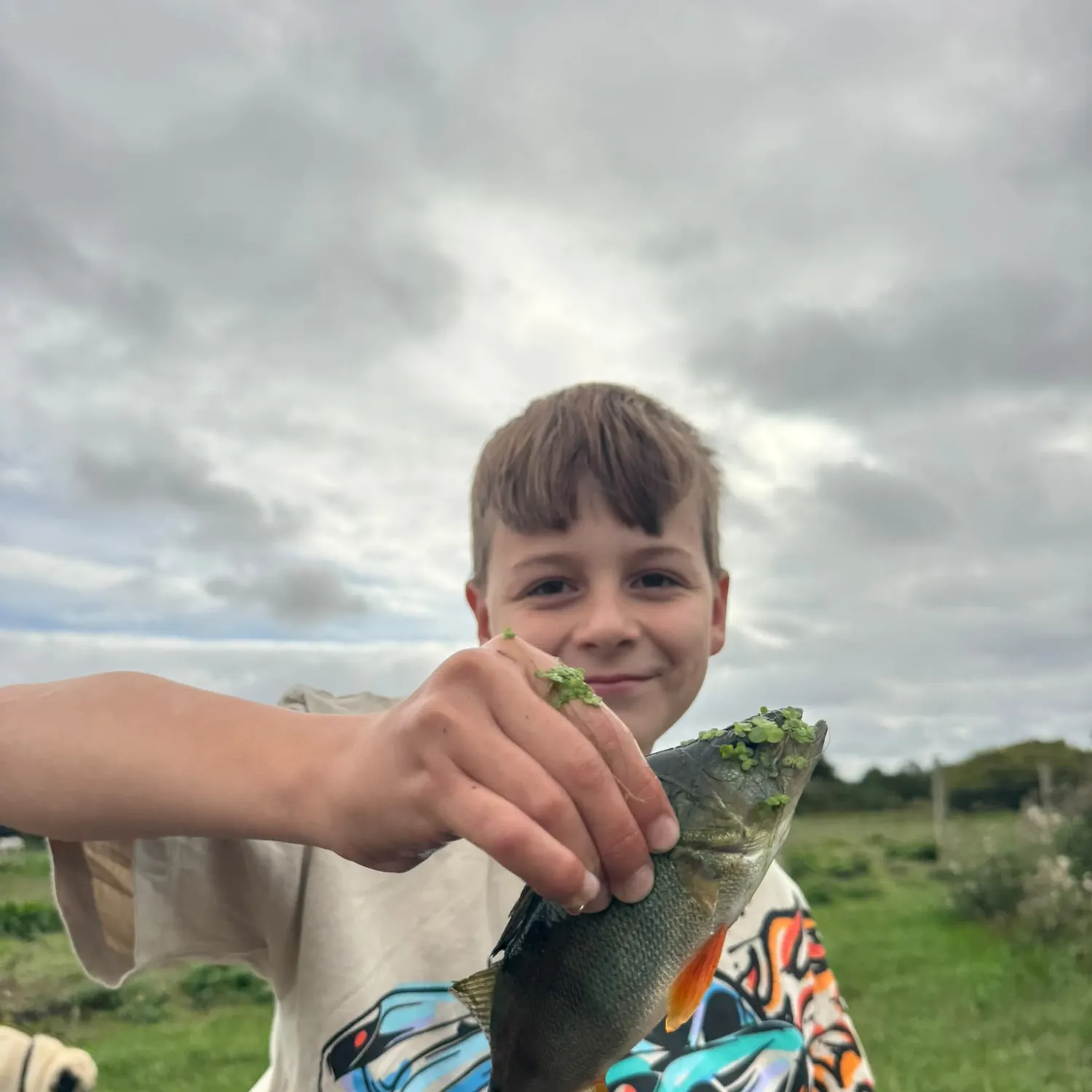 European perch caught on Fishbrain