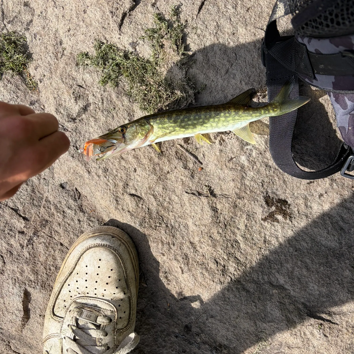 Chain pickerel caught on Fishbrain
