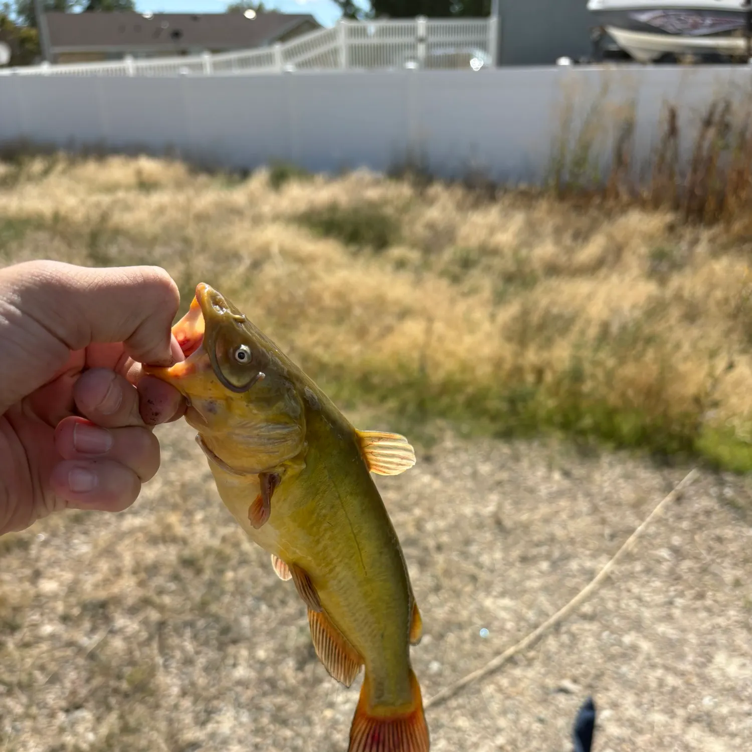 catch