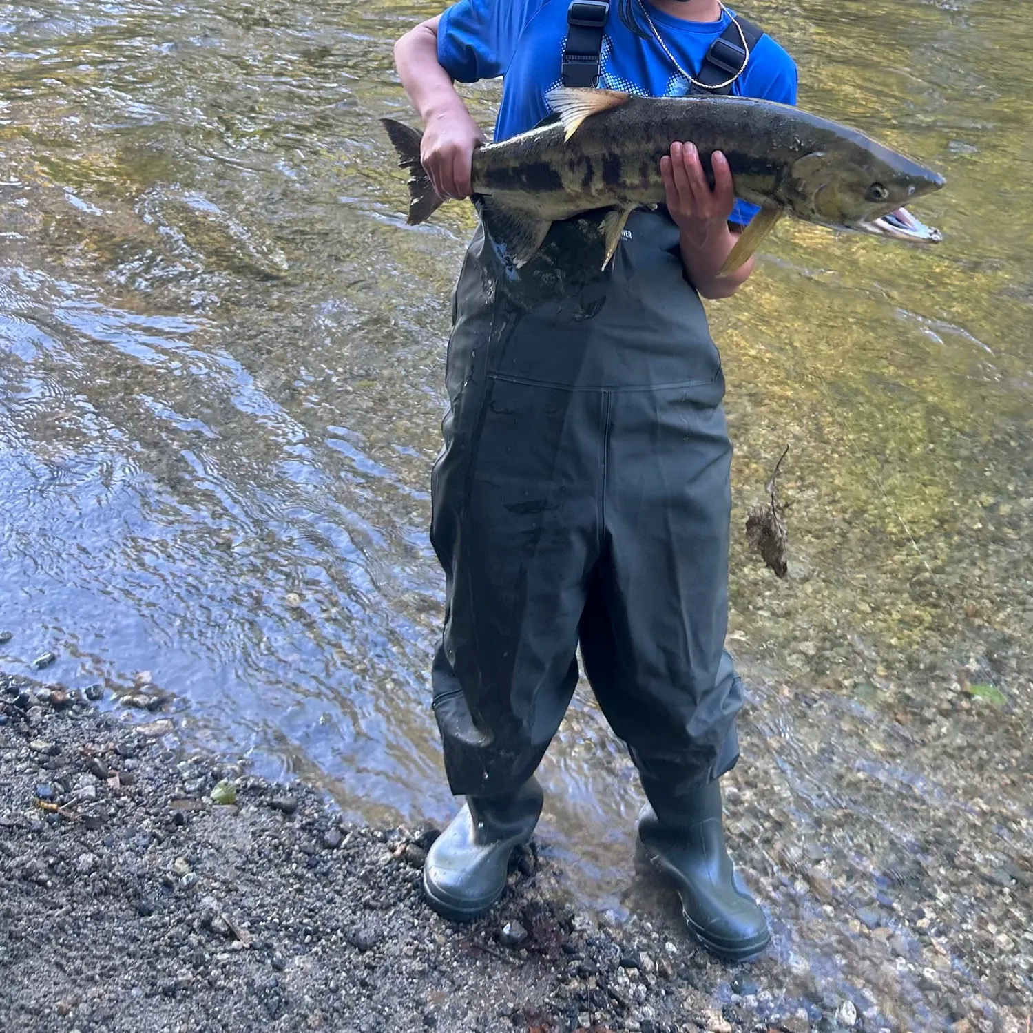 Chum salmon caught on Fishbrain
