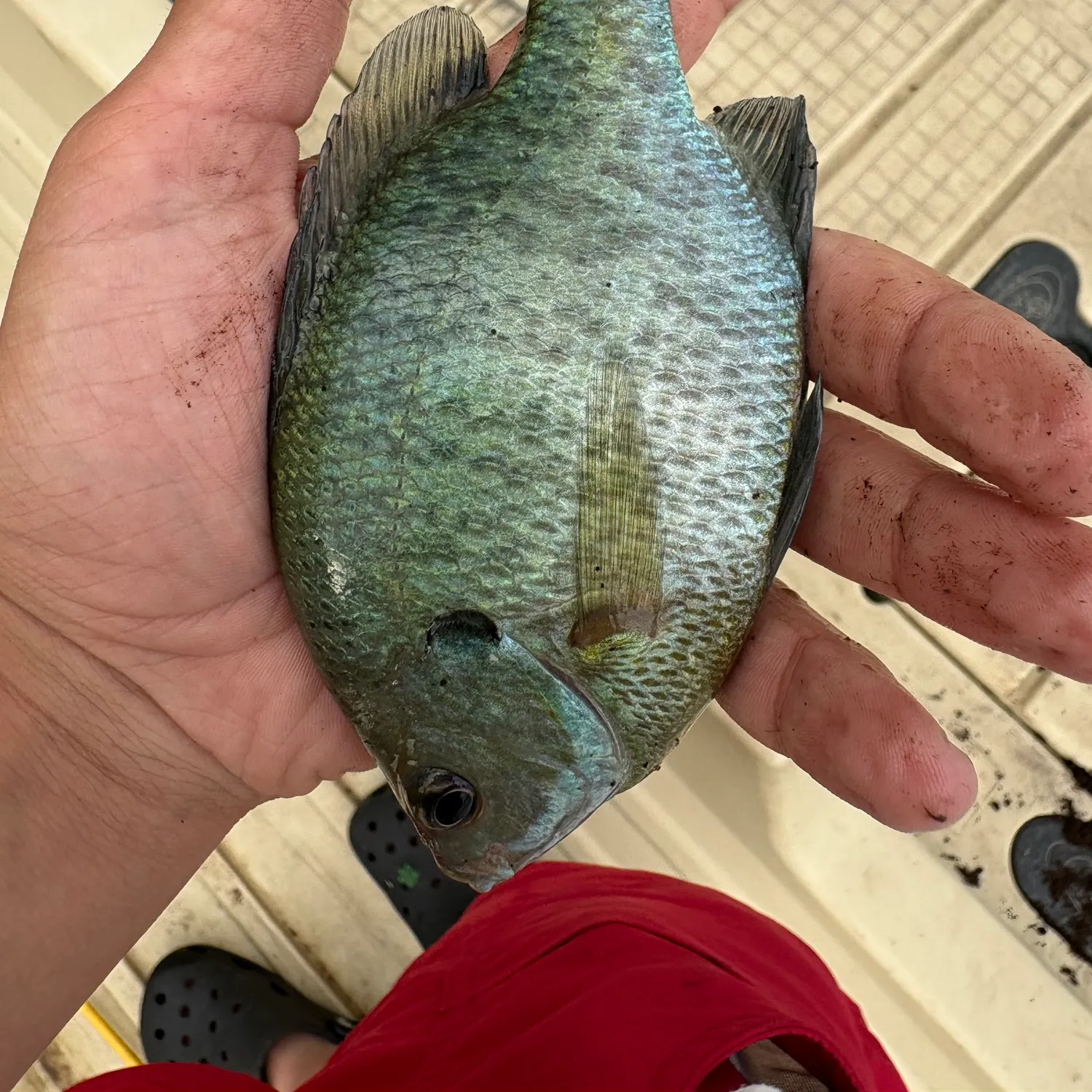 catch