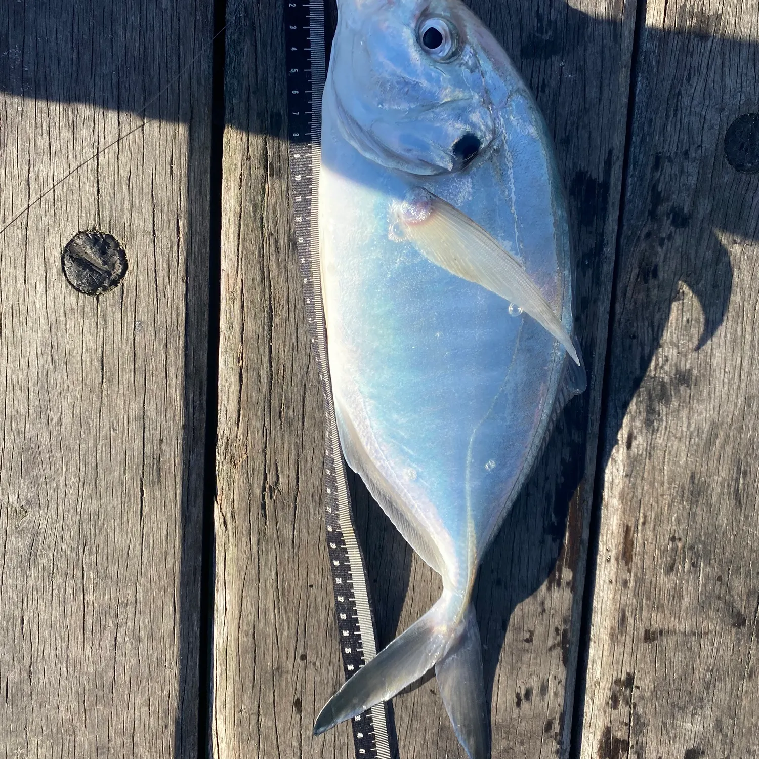 angler catch