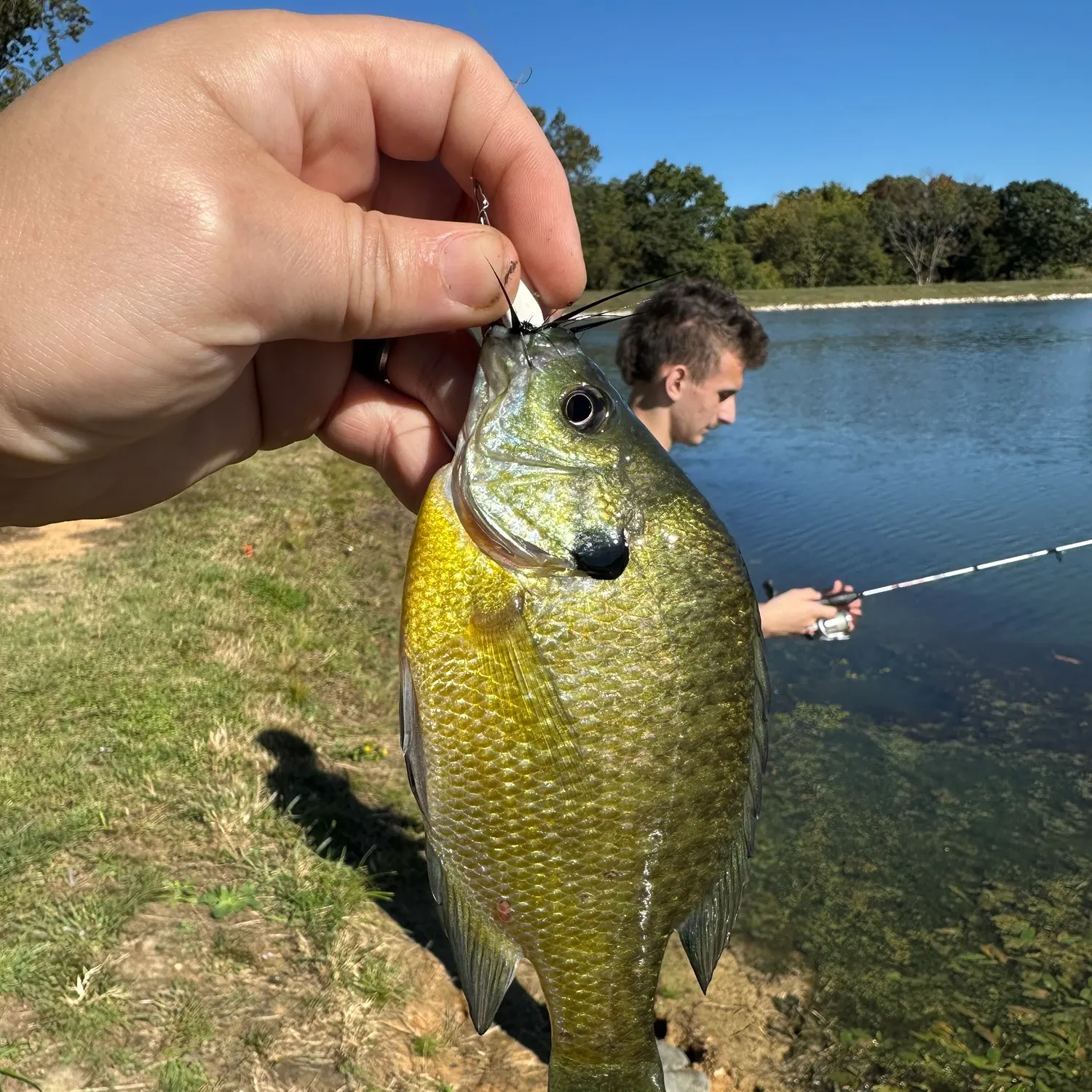 Bluegill caught on Fishbrain