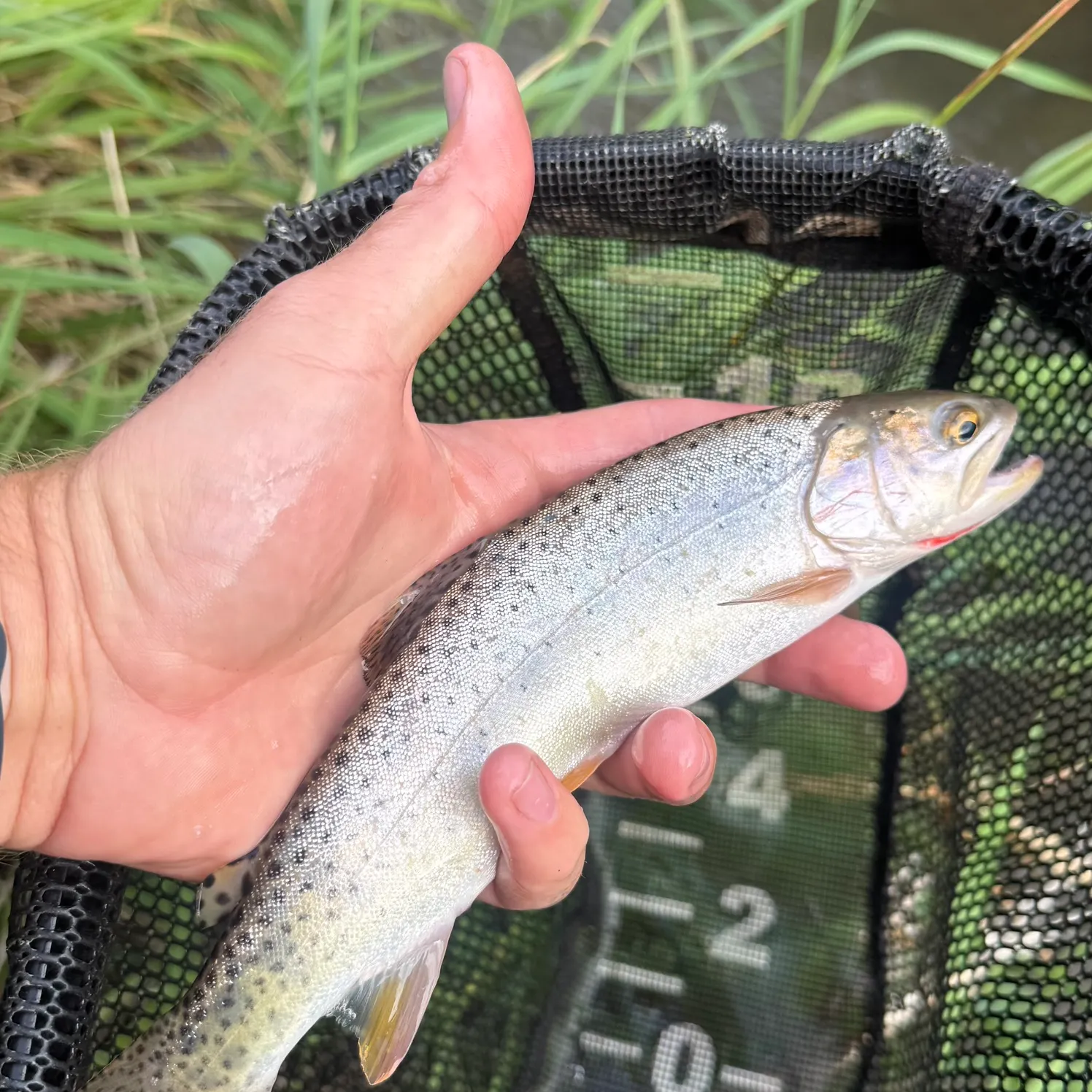 Bonneville cutthroat trout caught on Fishbrain