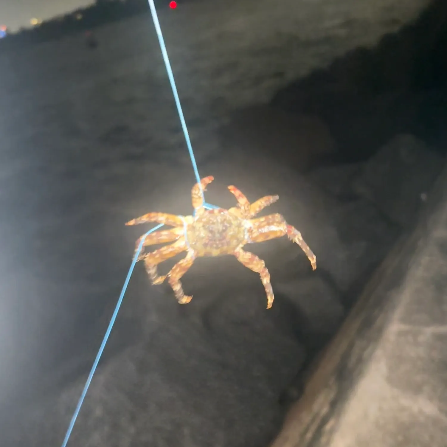 The most recent Sally lightfoot crab catches on Fishbrain