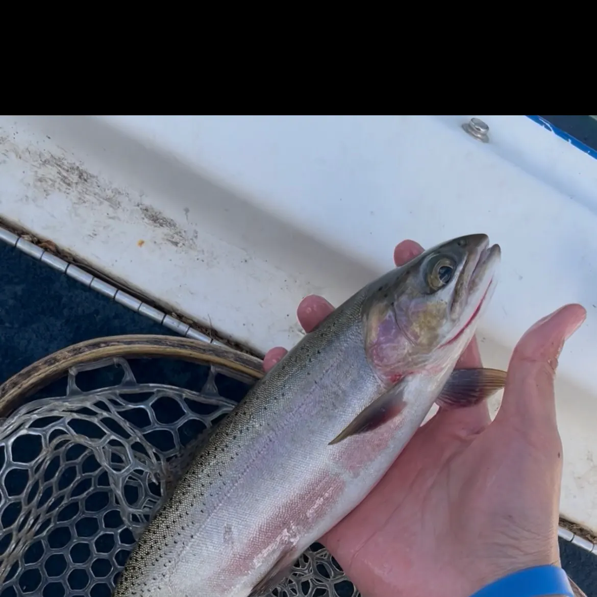 The most recent Cutthroat trout catches on Fishbrain