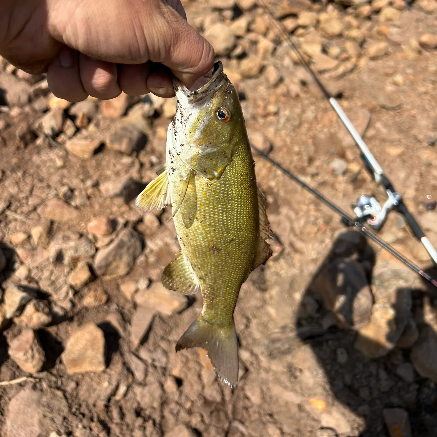 Smallmouth bass caught on Fishbrain