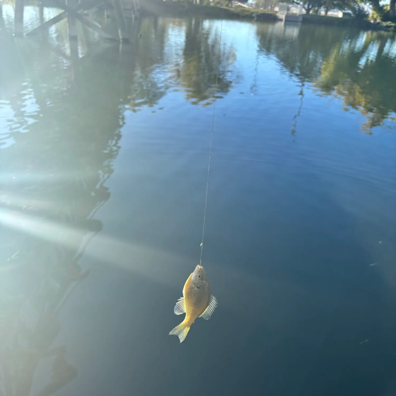 Bluegill caught on Fishbrain