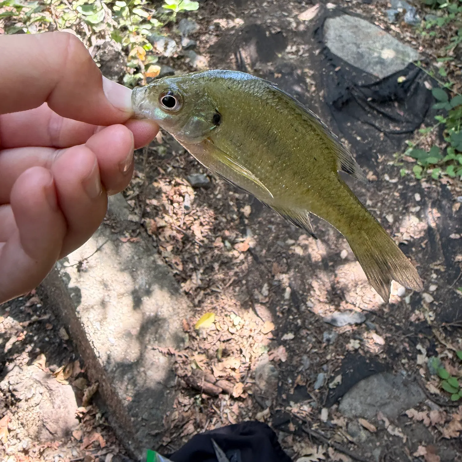Bluegill caught on Fishbrain