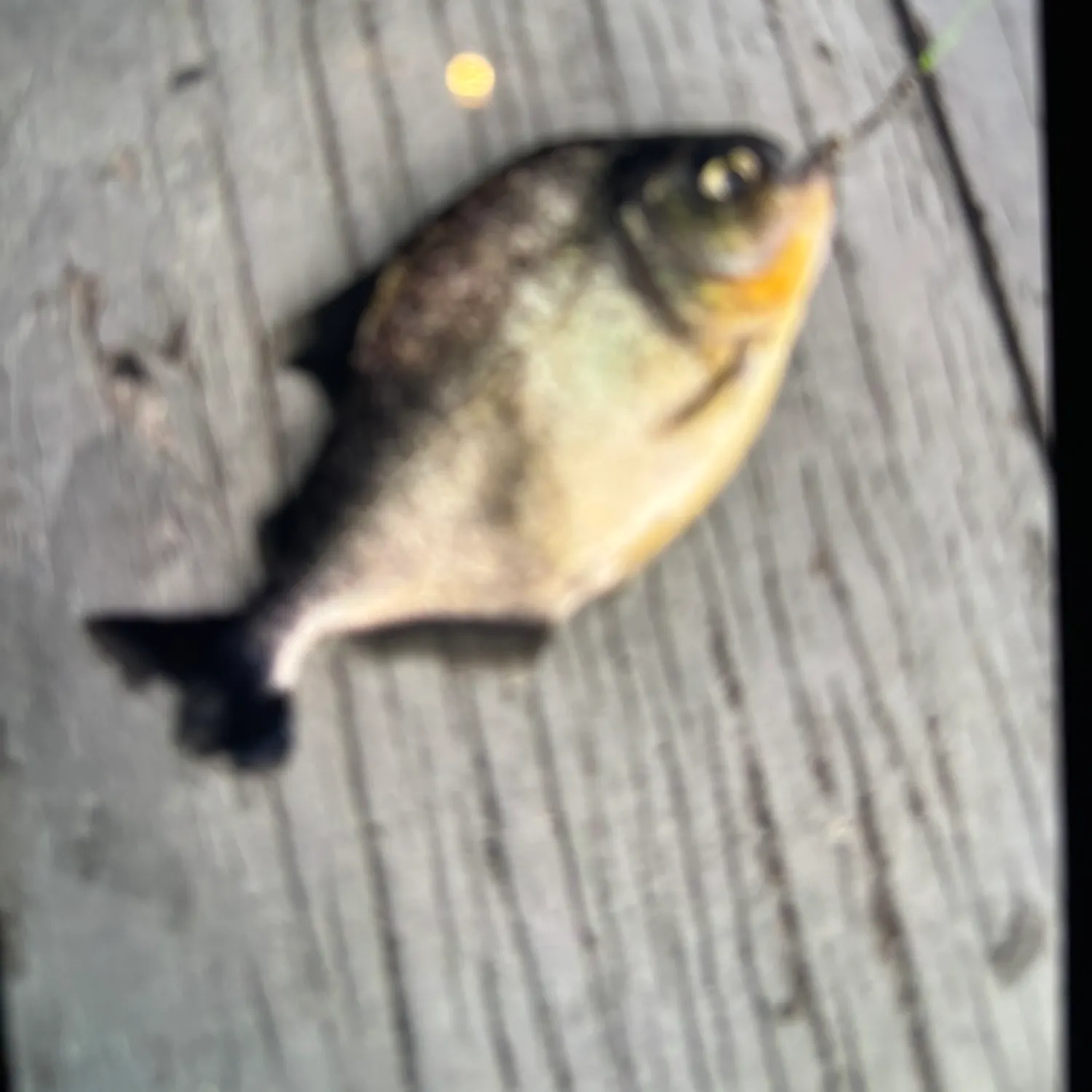 The most recent Redeye piranha catches on Fishbrain