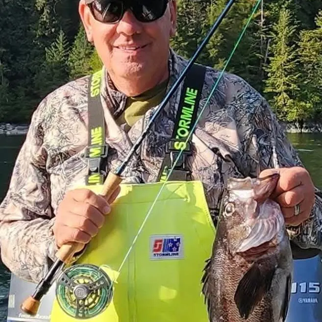 The most recent Dusky rockfish catches on Fishbrain