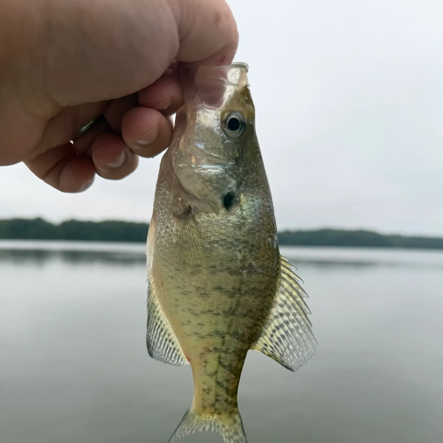 White crappie caught on Fishbrain
