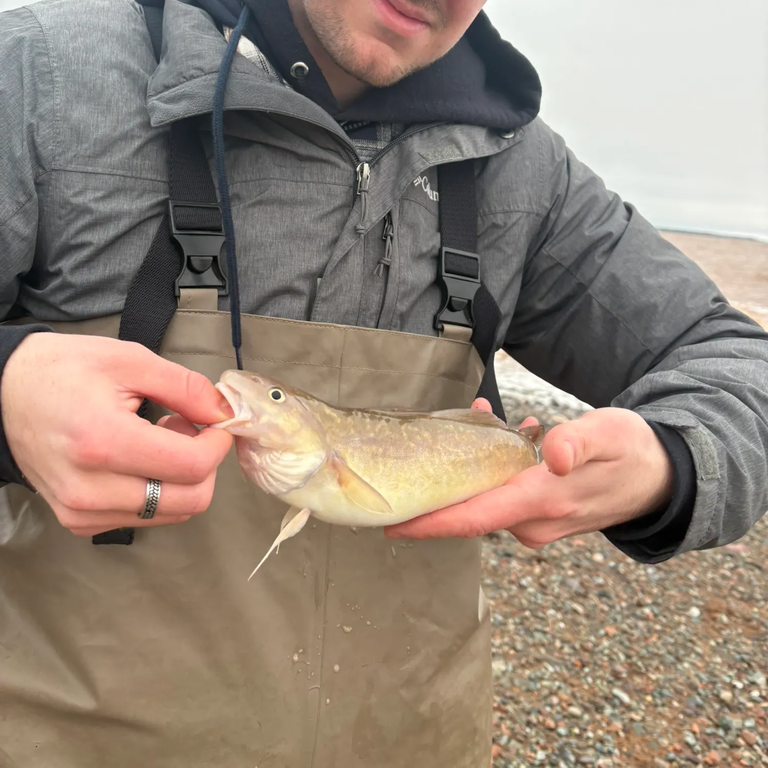 The most recent Atlantic tomcod catches on Fishbrain