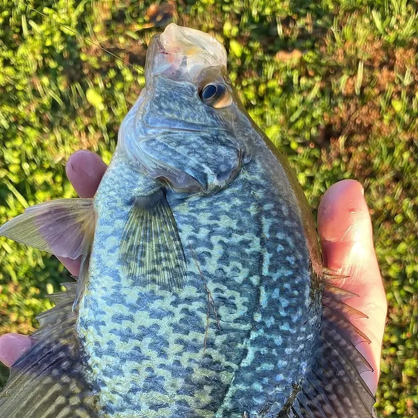 Black crappie caught on Fishbrain
