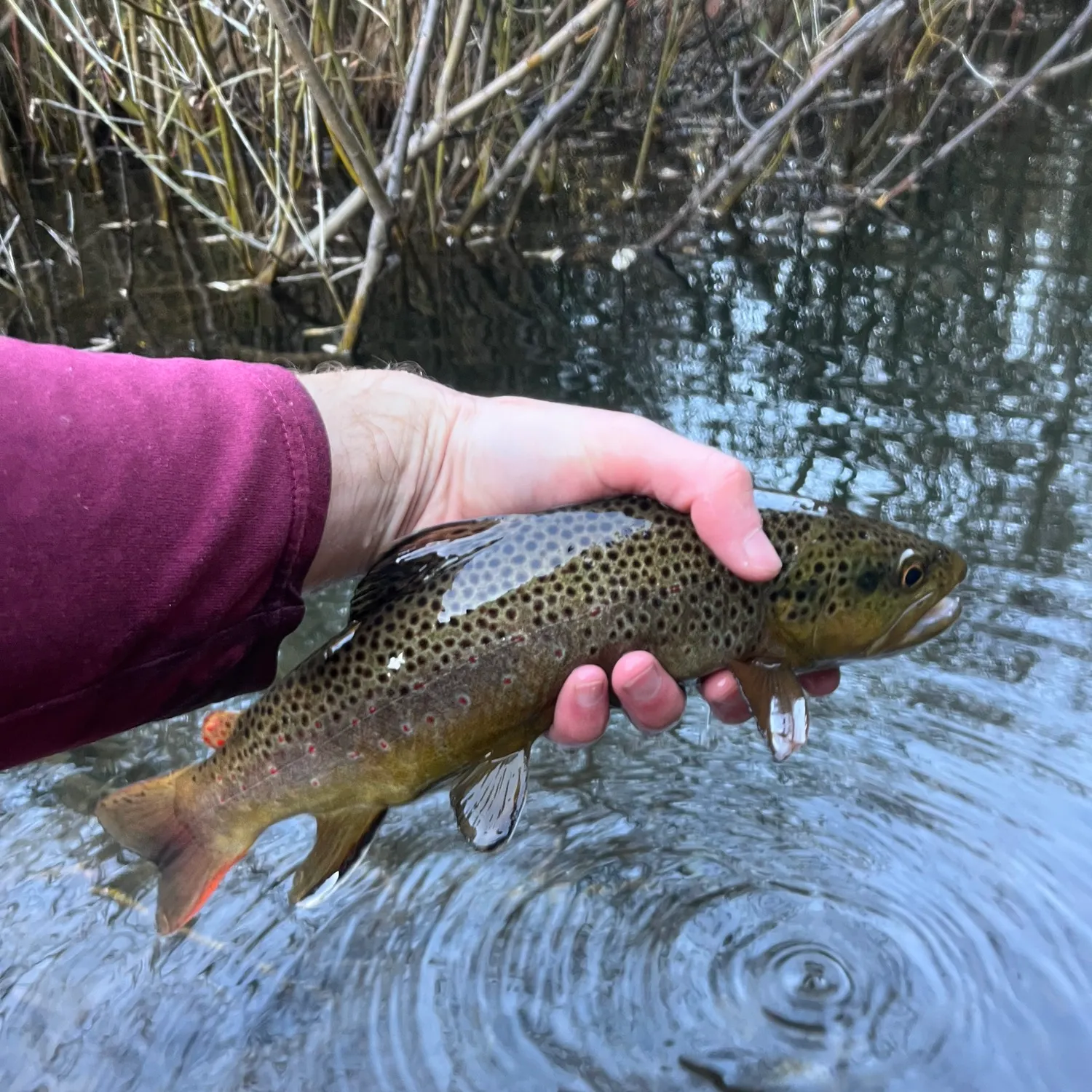 Brown trout caught on Fishbrain