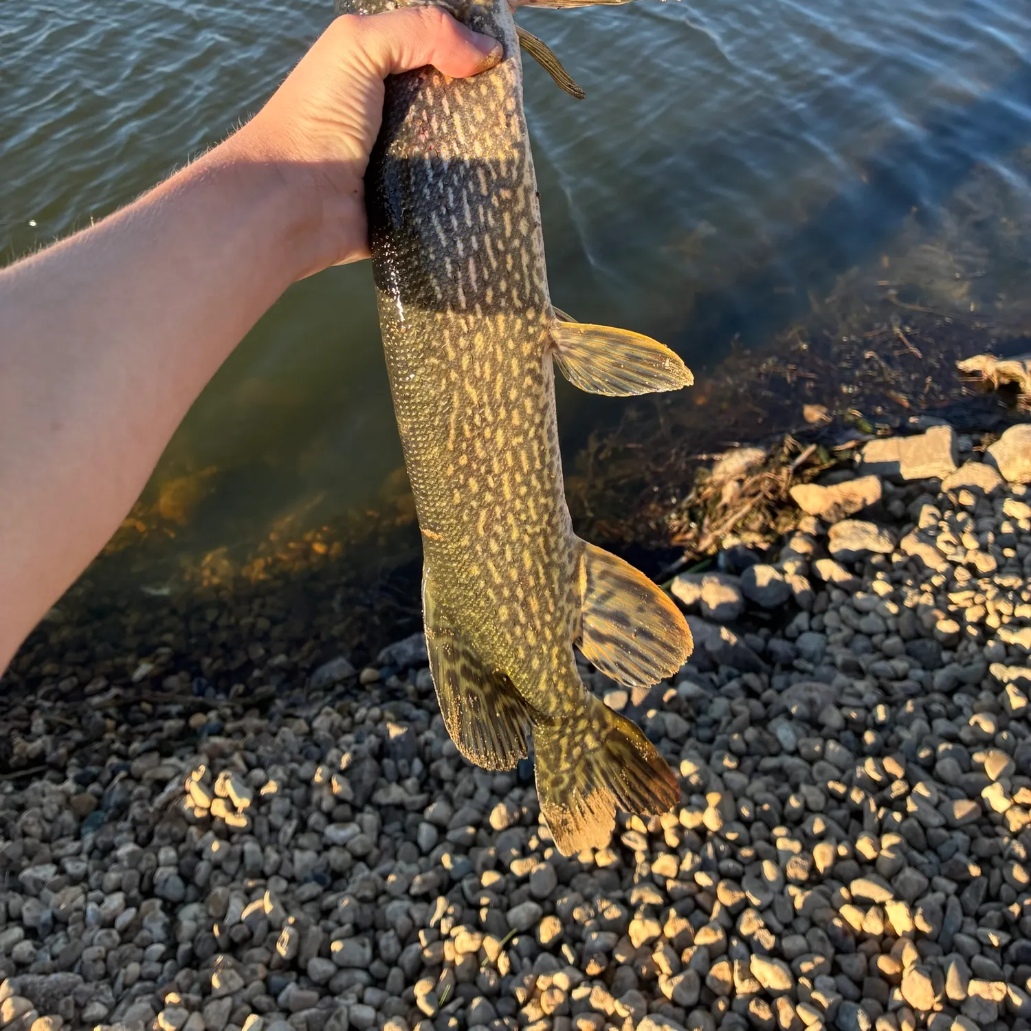 The most recent Northern pike catches on Fishbrain