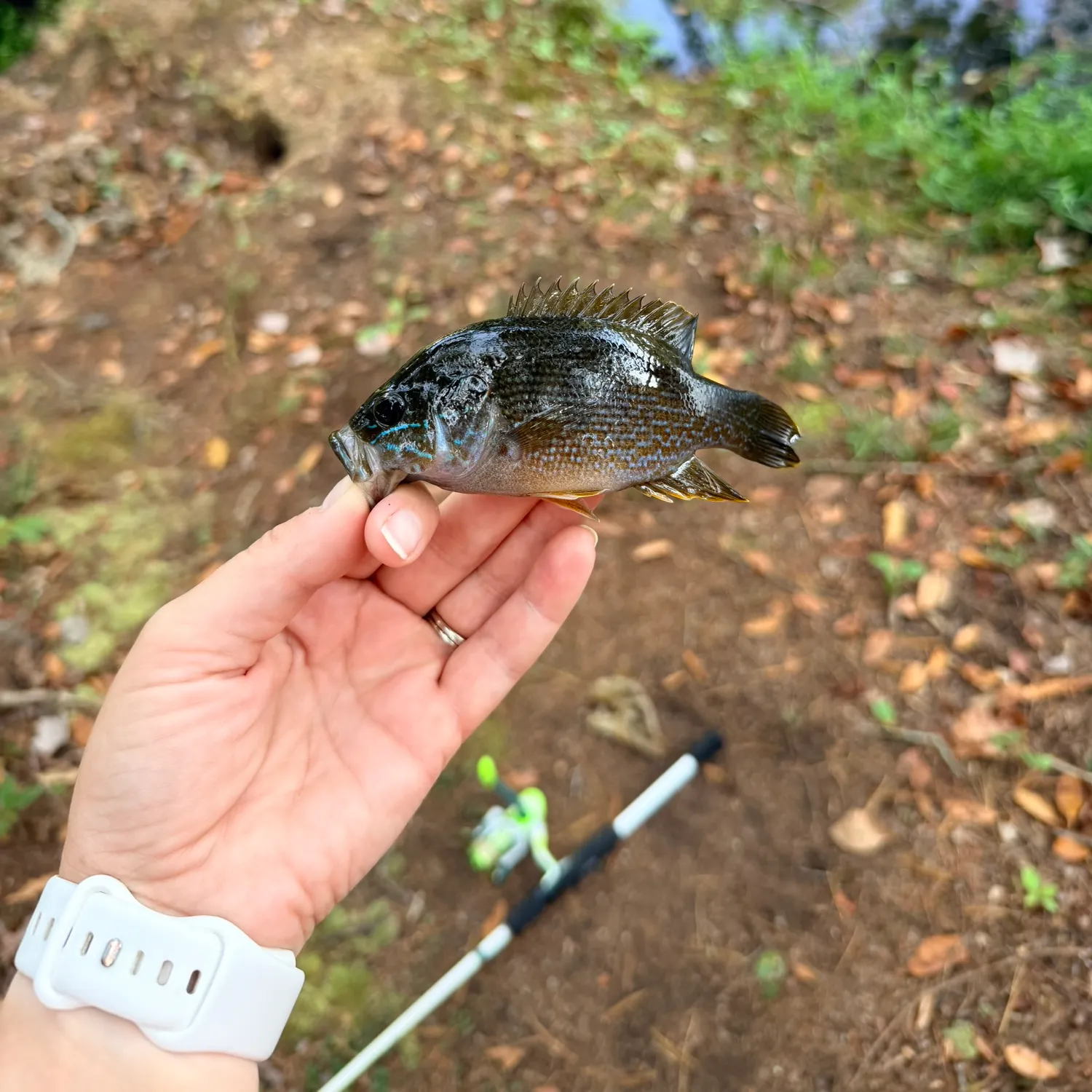 Green sunfish caught on Fishbrain