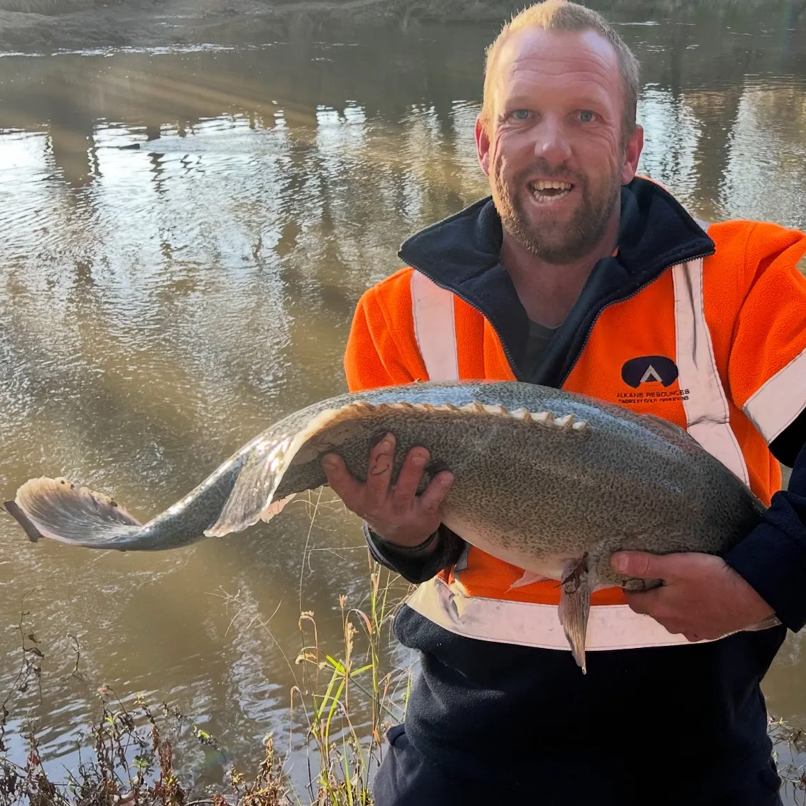 The most recent Murray cod catches on Fishbrain