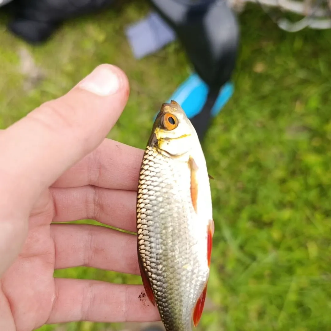 Common roach caught on Fishbrain