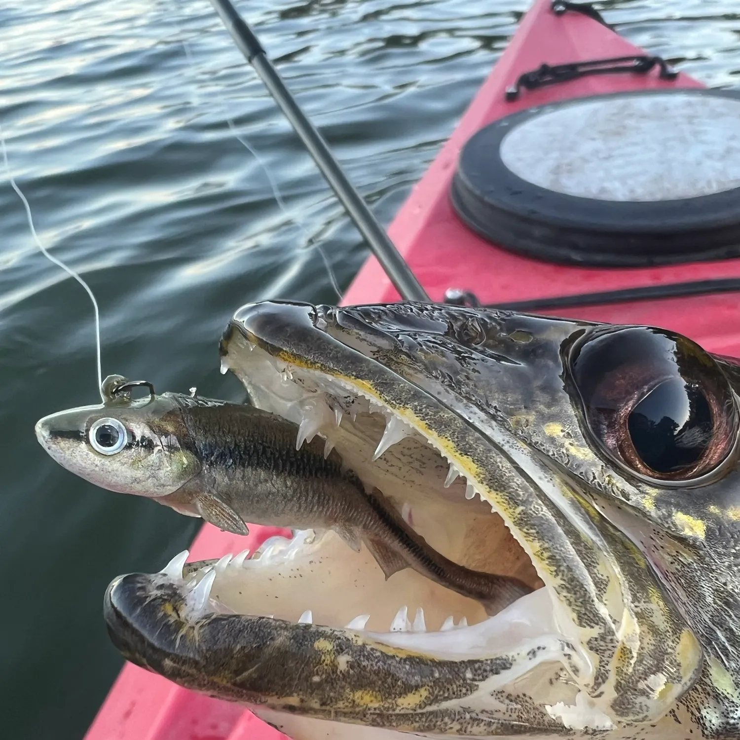 Walleye caught on Fishbrain